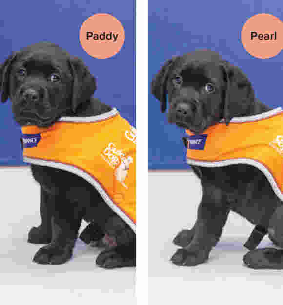 Images of two black puppies in training coats. Name labels have been added to the image; puppy on the left is name Paddy, puppy on the right is name Pearl.
