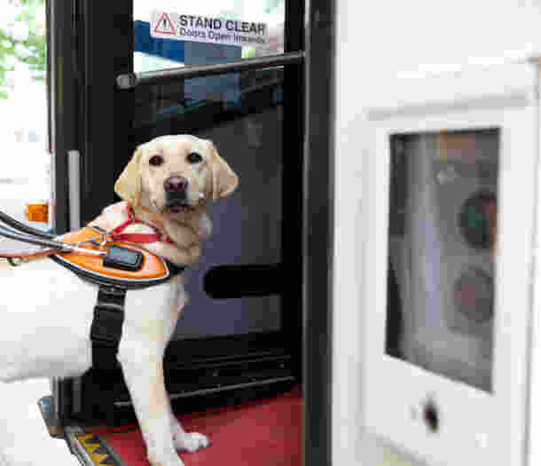 A Guide Dog walking on to a bus.