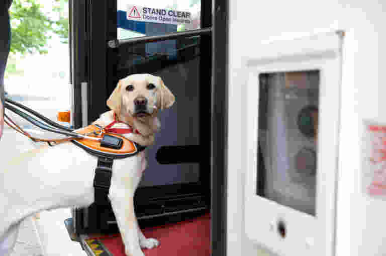 A Guide Dog walking on to a bus.