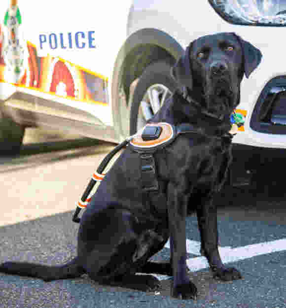 Image of Davey in his Guide Dog harness.