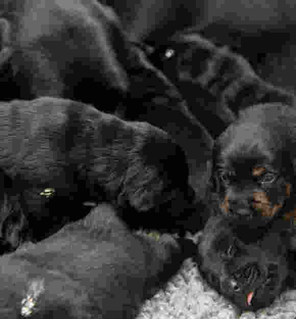 An image of the Z litter.