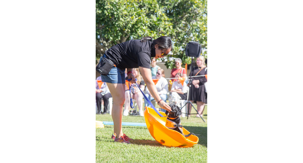 A black Labrador puppy sits in a big orange bowl-shaped obstacle while the trainer gives the puppy a treat.