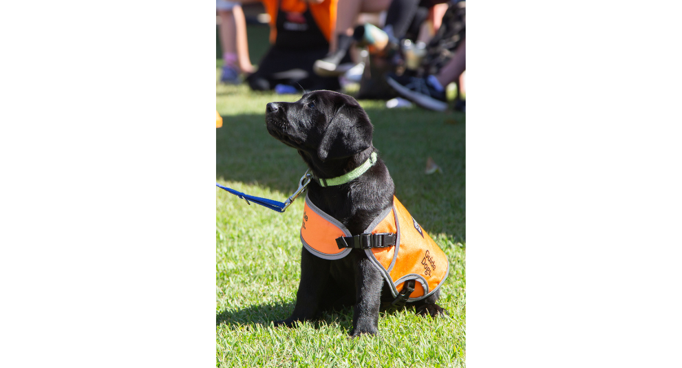 A black Labrador puppy in an orange training coat sitting on the grass.
