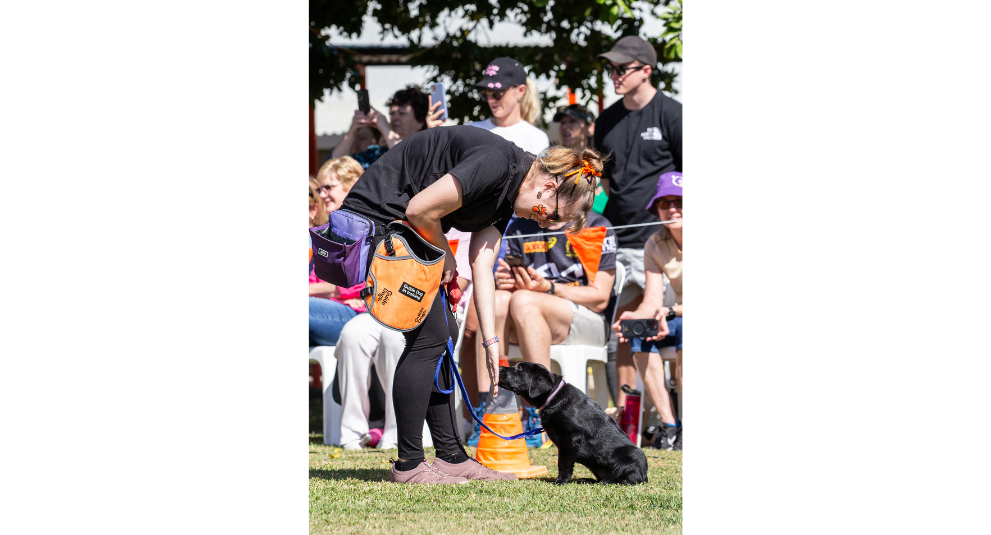 A black Labrador puppy sitting on the grass as the trainer reached down to give the puppy a treat. A crowd of spectators are watching in the background.