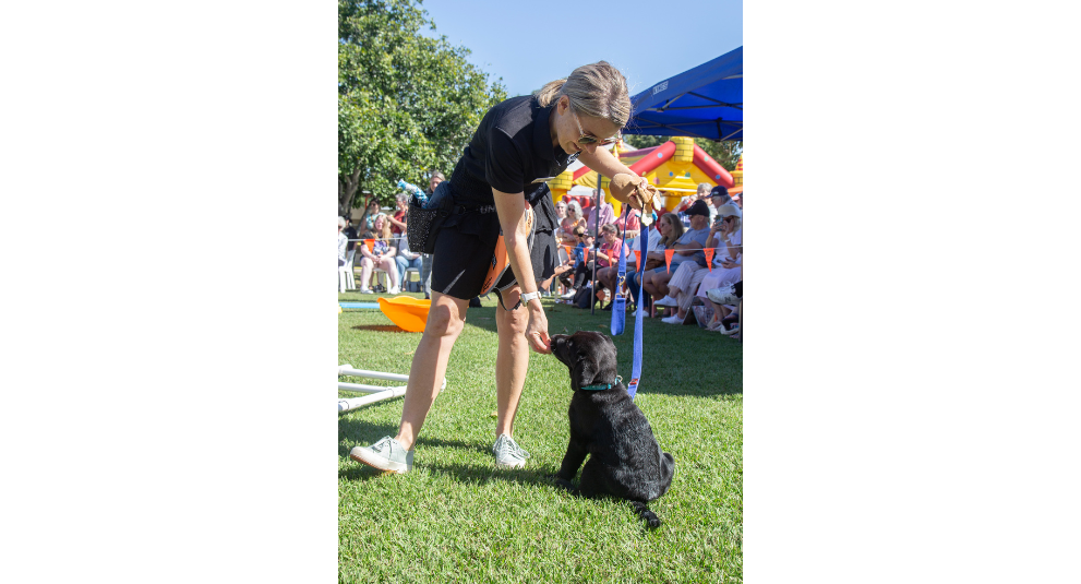 A black Labrador puppy is sitting on the grass. A puppy trainer is reaching down to give the puppy a treat.