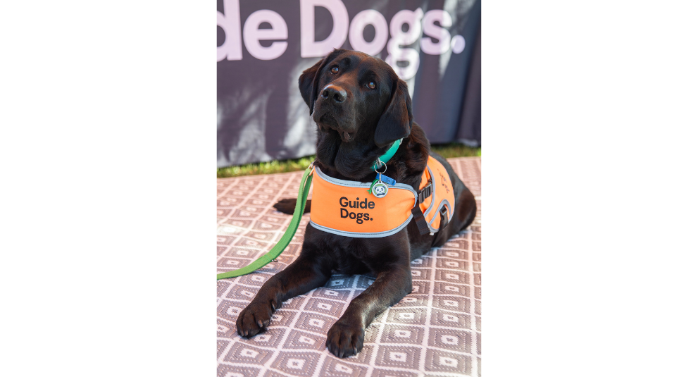 A black Labrador in an orange training coat is laying down on a rug and looking at the camera.