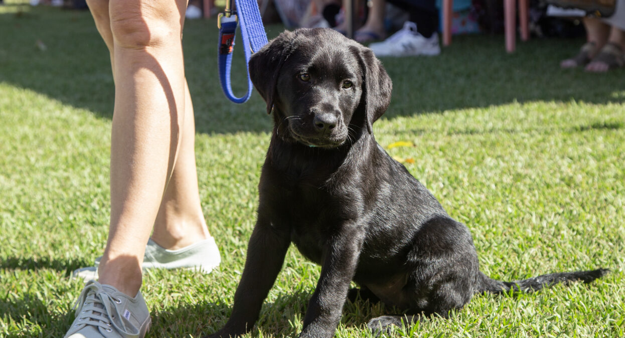 A black Labrador puppy sitting on the grass. The puppy is on a lead next to a trainer.