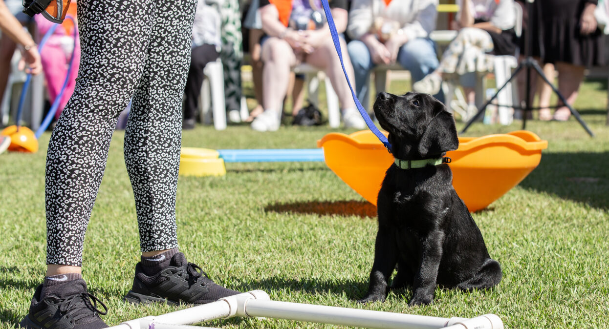 A black Labrador puppy sitting on the grass and looking up at its trainer.