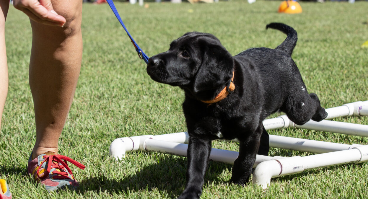A black Labrador puppy walking over a ladder like obstacle.
