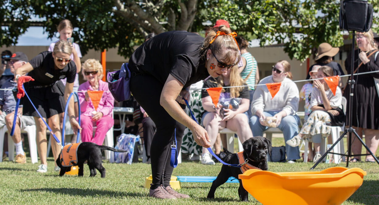 A black Labrador puppy in an orange training coat is looking at a large bowl-shaped obstacle. The puppy's training is next to the puppy encouraging it towards the obstacle. There is another puppy and trainer in the background and a crowd of spectators watching the demonstration.