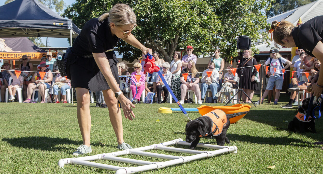 A black Labrador puppy in an orange training coat walking over a ladder like obstacle as its trainer encourages it along, luring the puppy with her hand.