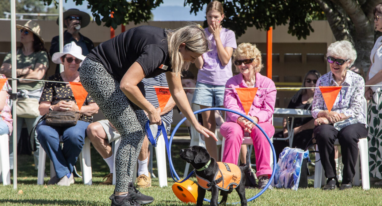 A black Labrador puppy in an orange training coat standing in the demon station arena beside an upright hoop obstacle.