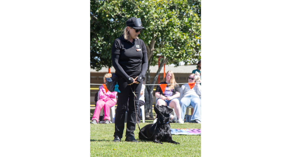 A black Labrador is laying on the grass and looking up at the Guide Dog trainer.