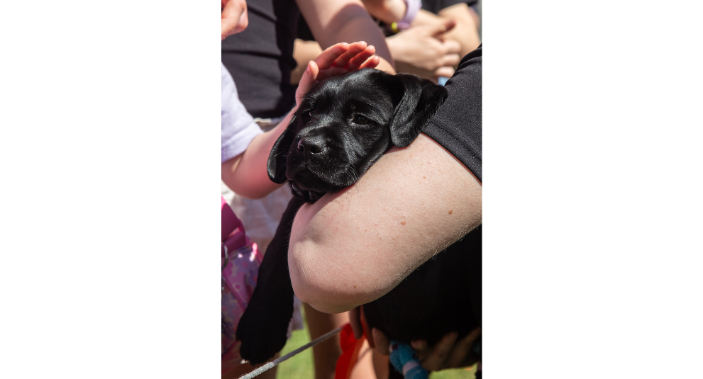 A black Labrador puppy being carried. A hand is reaching out to pat the puppy.