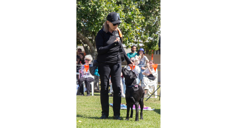 A black Labrador is standing beside a Guide Dog trainer. The dog is looking up at the trainer as she gives a command.