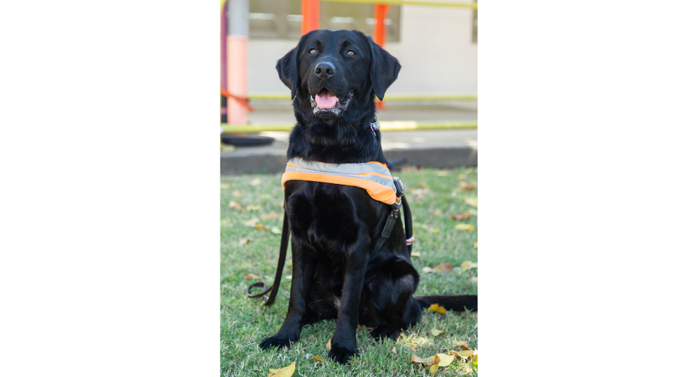 A black Labrador in a Guide Dog harness sitting on the grass and looking at the camera.