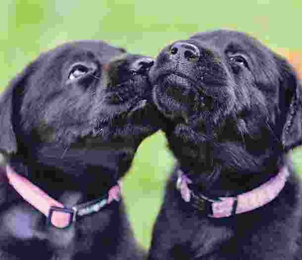 Two black Labrador puppies sit beside each other.