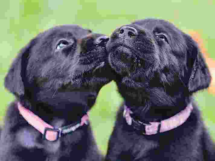 Two black Labrador puppies sit beside each other.