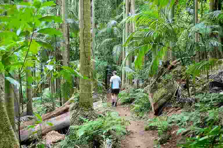 Rainforest with a person walking on a track