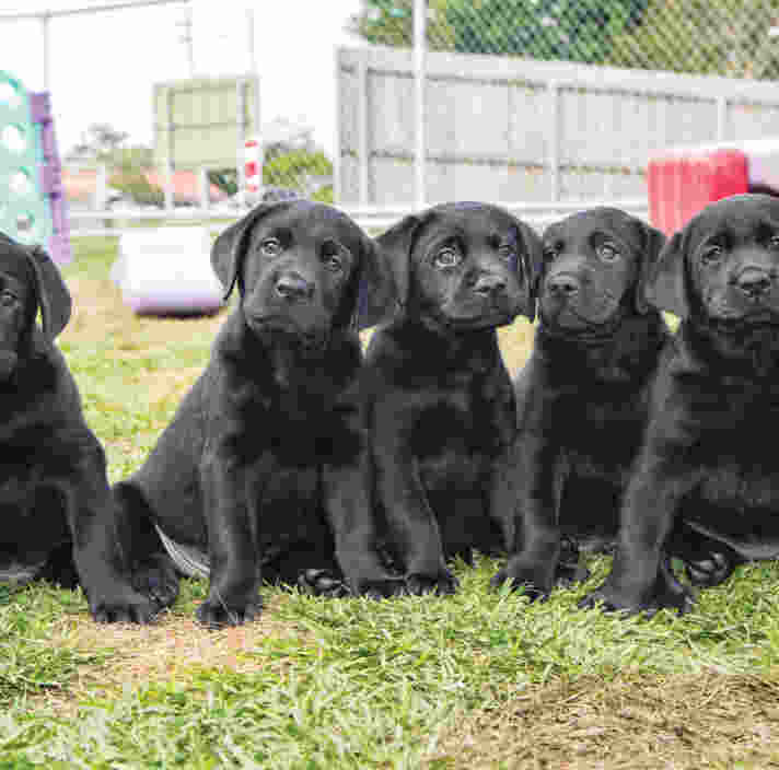 A row of guide dog puppies sitting down looking at the camera.