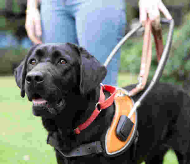 A Guide Dog wearing a harness, smiling at the camera.
