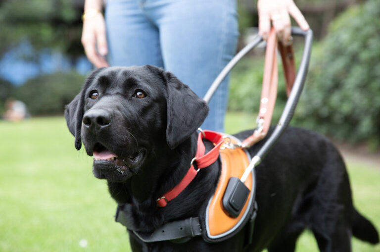 Why a Guide Dog Is Different to a Pet Dog 