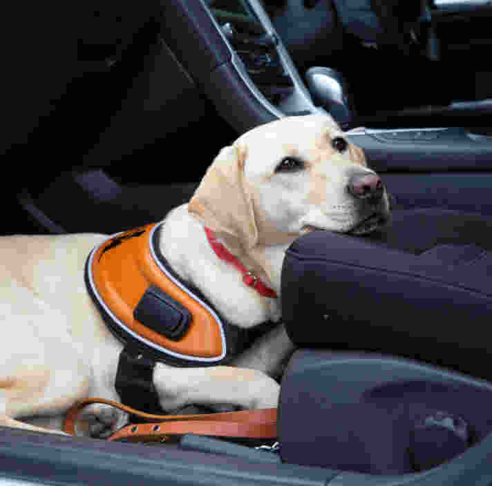 Image shows a Guide Dog sitting in the front seat of a vehicle.