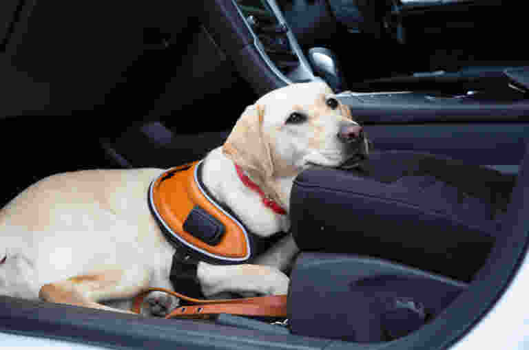 Image shows a Guide Dog sitting in the front seat of a vehicle.