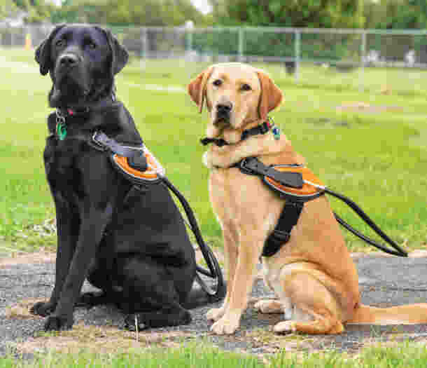 Image shows Guide Dog Leroy and Guide Dog Layla sitting and looking at the camera. Both are wearing harnesses.