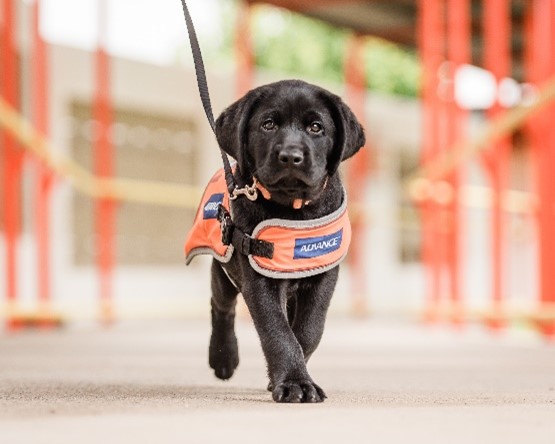 A Guide Dog puppy wearing a harness.