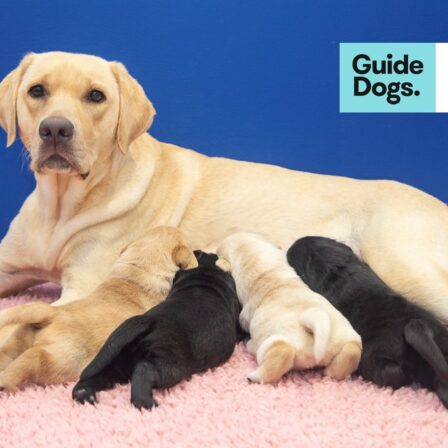 Nola and Rod Sponsor the First Litter of 2025: Connection to the Cause