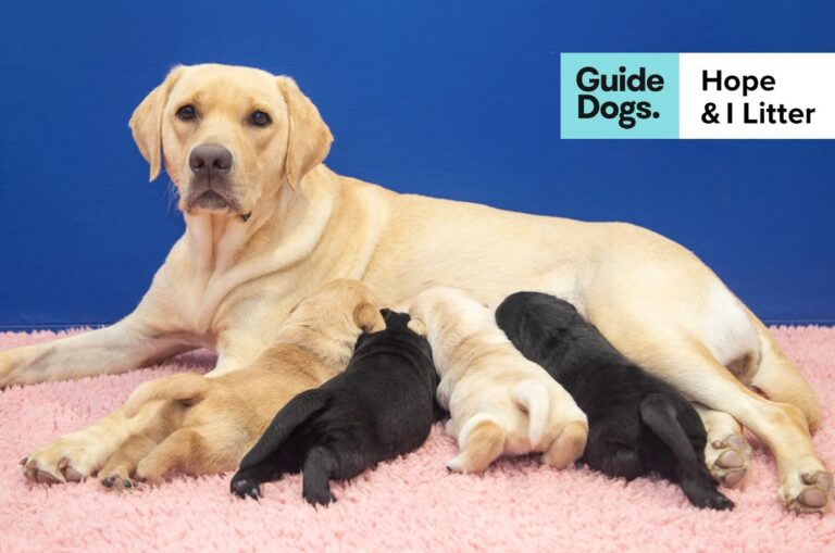 Nola and Rod Sponsor the First Litter of 2025: Connection to the Cause