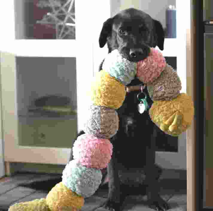 Image shows a black dog indoors, looking at the camera while holding a large, fuzzy toy with pastel-colored sections.