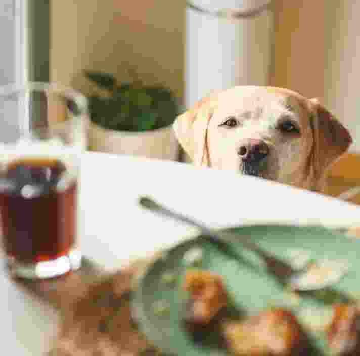 Image shows a yellow Labrador peeking over a dining table, gazing at a green plate with leftover food and a glass of dark beverage nearby.