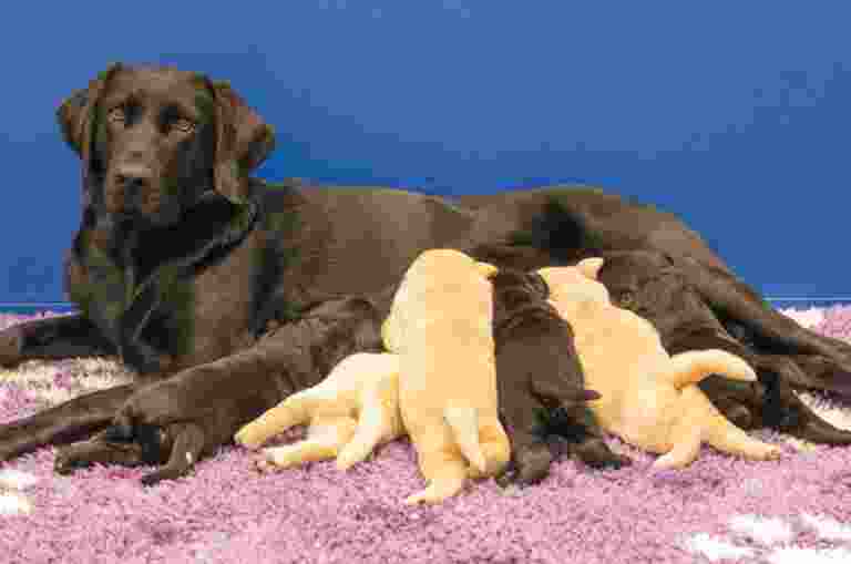 Image shows a black labrador with her puppies.