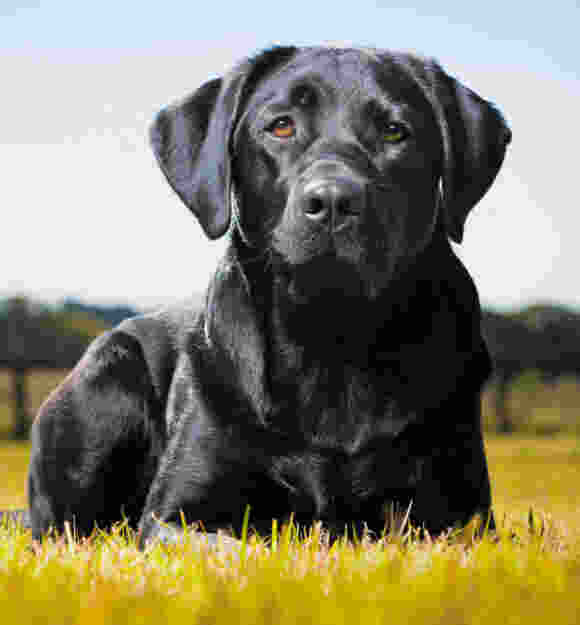Image shows a black service dog laying in grass.