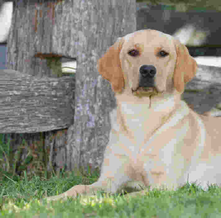Image shows a yellow Labrador ptsd dog, laying on grass.