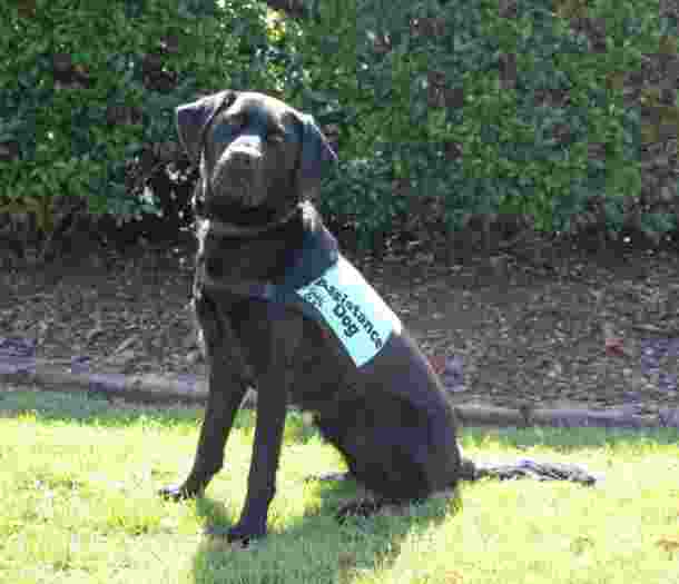 Image shows a PTSD assistance dog sitting on grass.