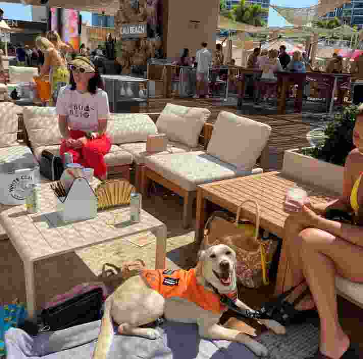 A light-colored Labrador wearing an orange Guide Dogs vest lies on a mat, looking happily at the camera at Cali Beach outdoor club. Seated nearby on beige lounge furniture, people enjoy drinks under a sunny, thatched-roof pavilion.
