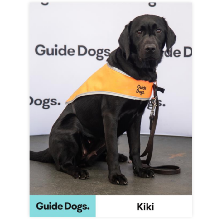A portrait image of Guide Dog Kiki sitting with an orange vest in front of a Guide Dogs branded backdrop.