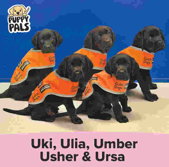 Five black Labrador puppies wearing bright orange "Guide Dogs" training vests sit against a vibrant blue background. In the top left corner is a "Puppy Pals" logo featuring a cartoon golden puppy. Below the puppies, large black text on a pink border reads: "Uki, Ulia, Umber, Usher & Ursa."