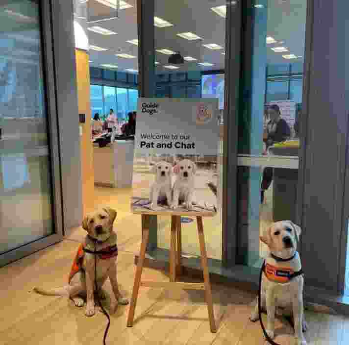 Two yellow Labradors sitting next to a poster outside a door.