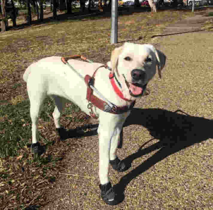 A yellow Labrador standing in Guide Dog harness wearing booties.