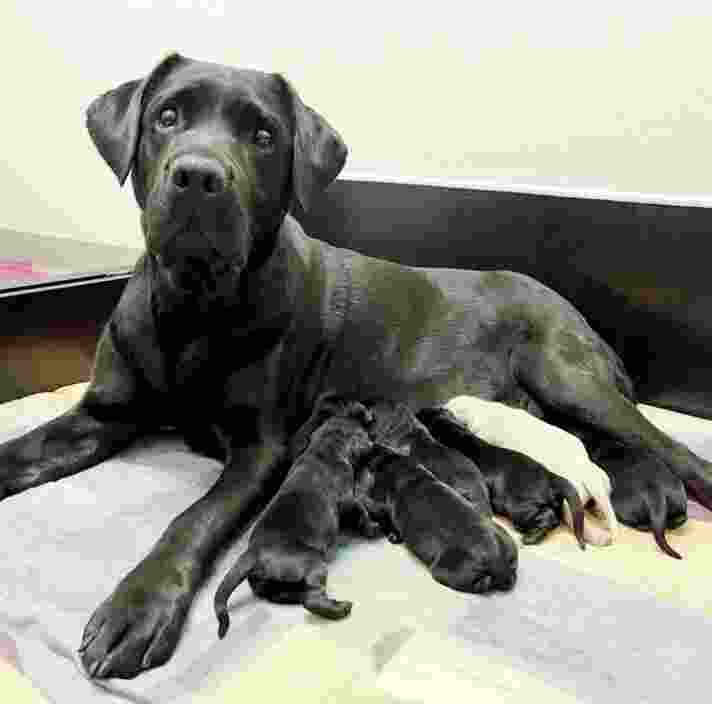 A black Labrador lying down with a litter of puppies