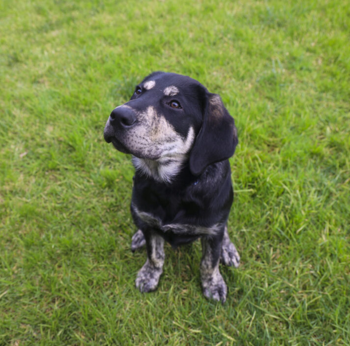 Brindle Labrador puppy, Lex, sitting on the grass, looking off to the side.