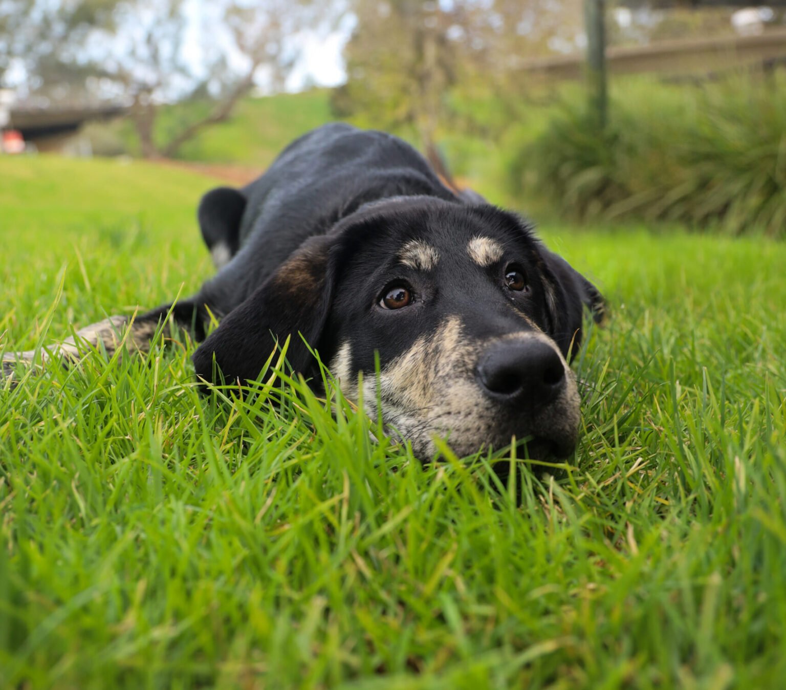 A close-up image of brindle puppy, Lex, looking off into the distance.