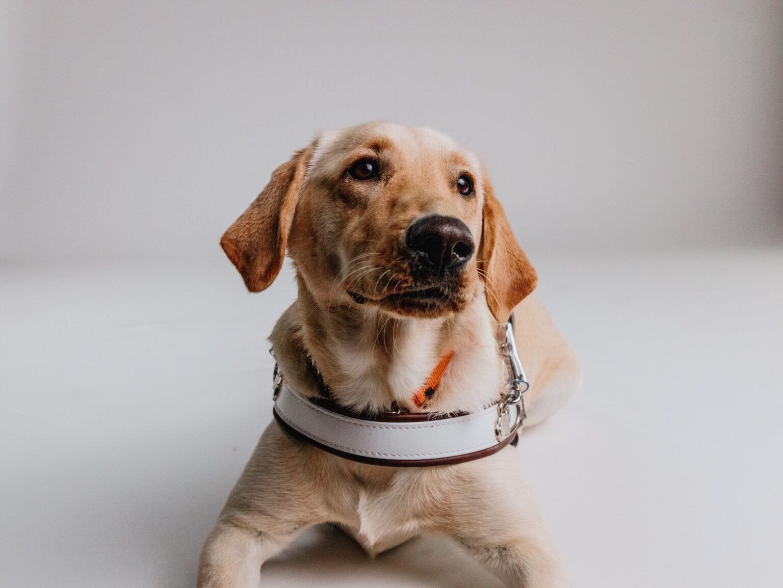 A yellow Labrador Guide Dog in harness, laying down with her head tilted.